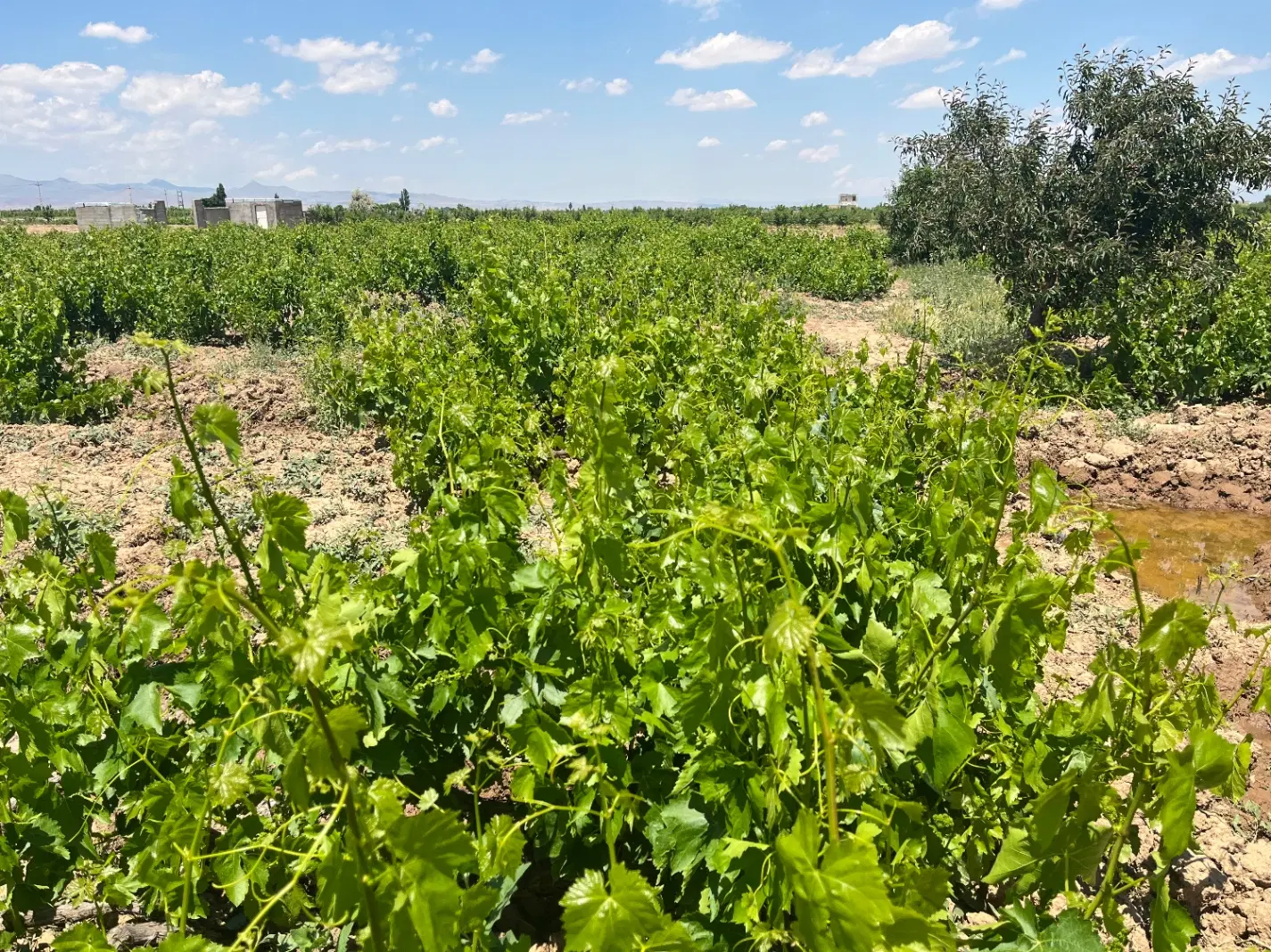 باغ انگور 7_200متری سرحال بارده