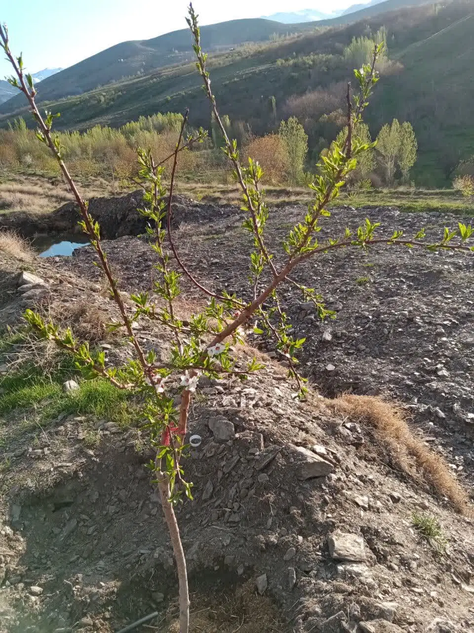 فروش ویژه باغ در روستای شمس آباد