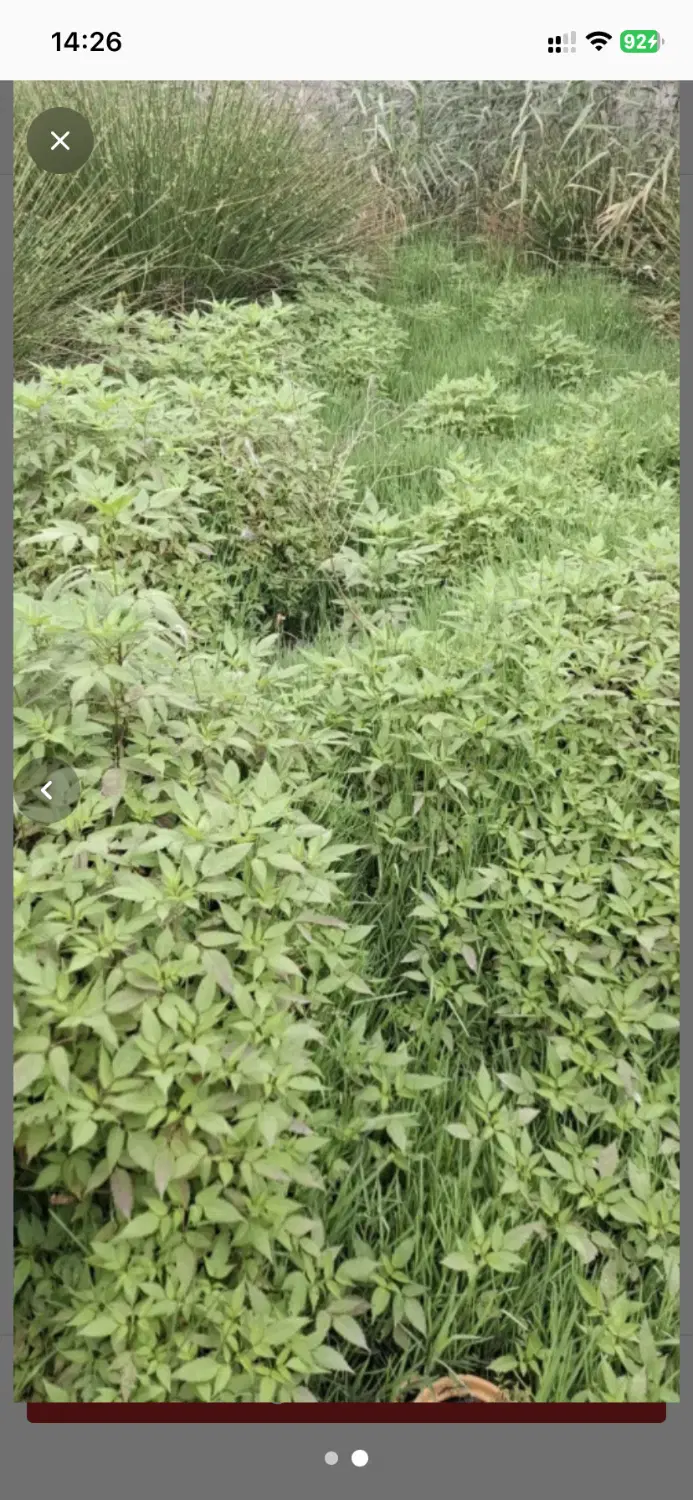 زمین به متراژ ۲۳۰با کاربری مسکونی