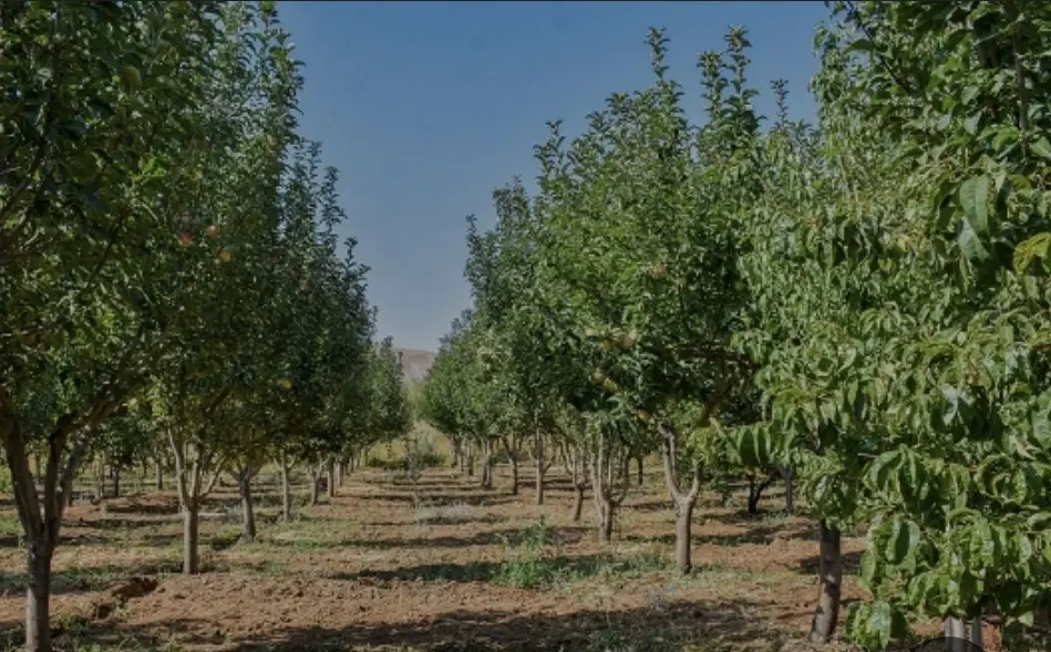 فروش باغ