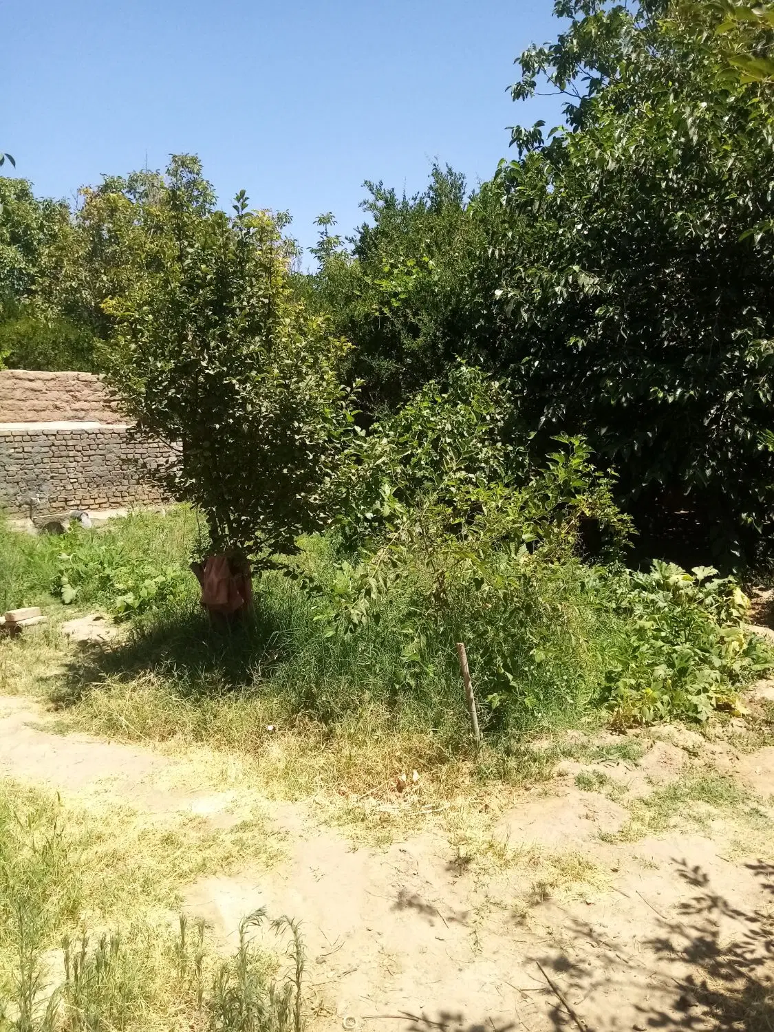 فروش باغ