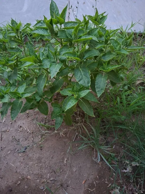 زمین کشاورزی
