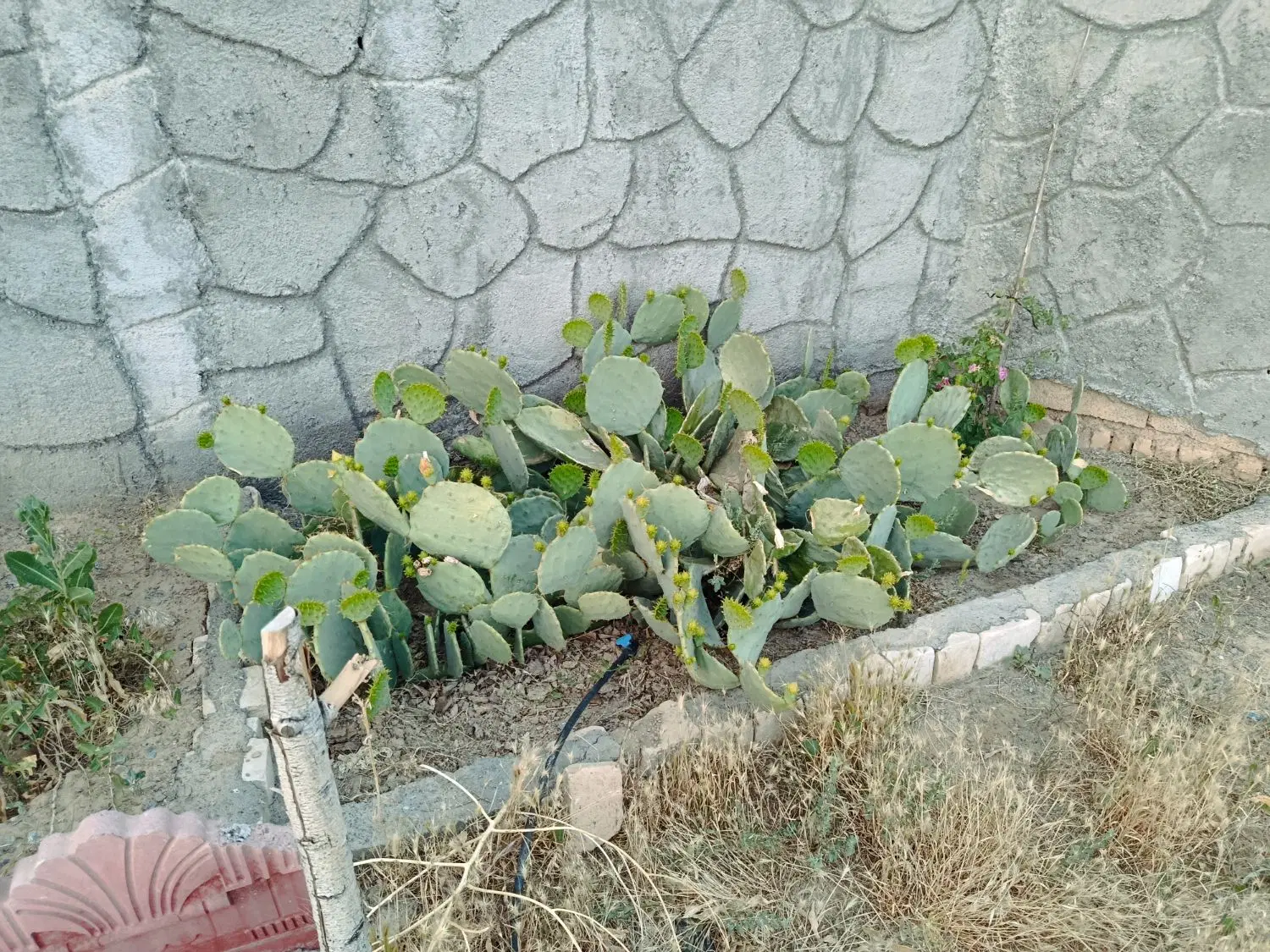 باغ ویلا