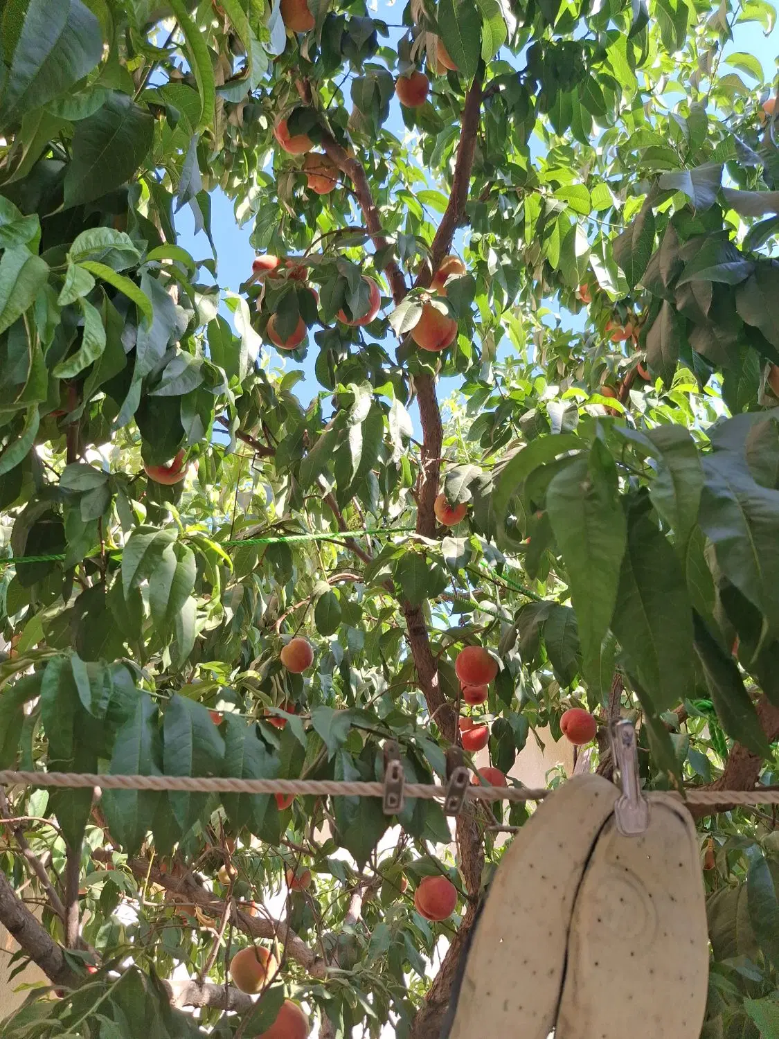 فروش یک قطعه باغ سیب واقع در روستای بالانج
