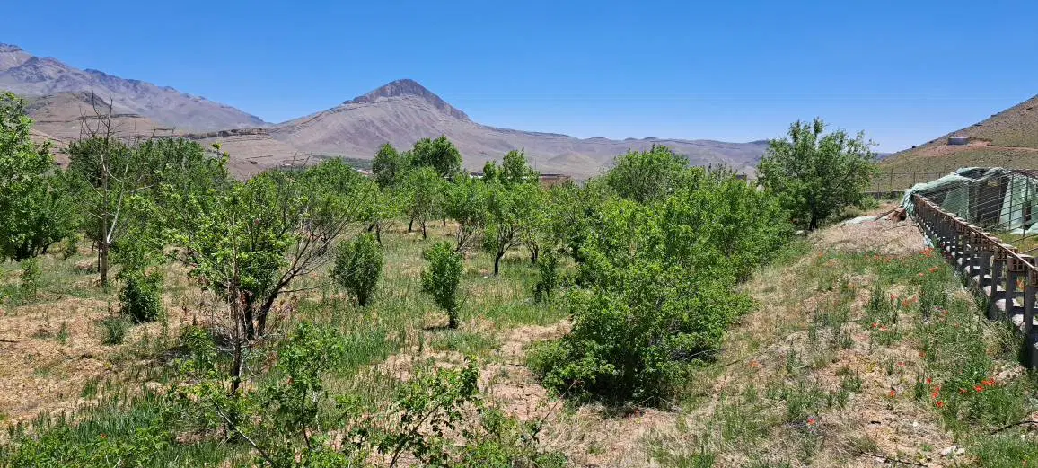 باغ کشاورزی جاسب روستای زر