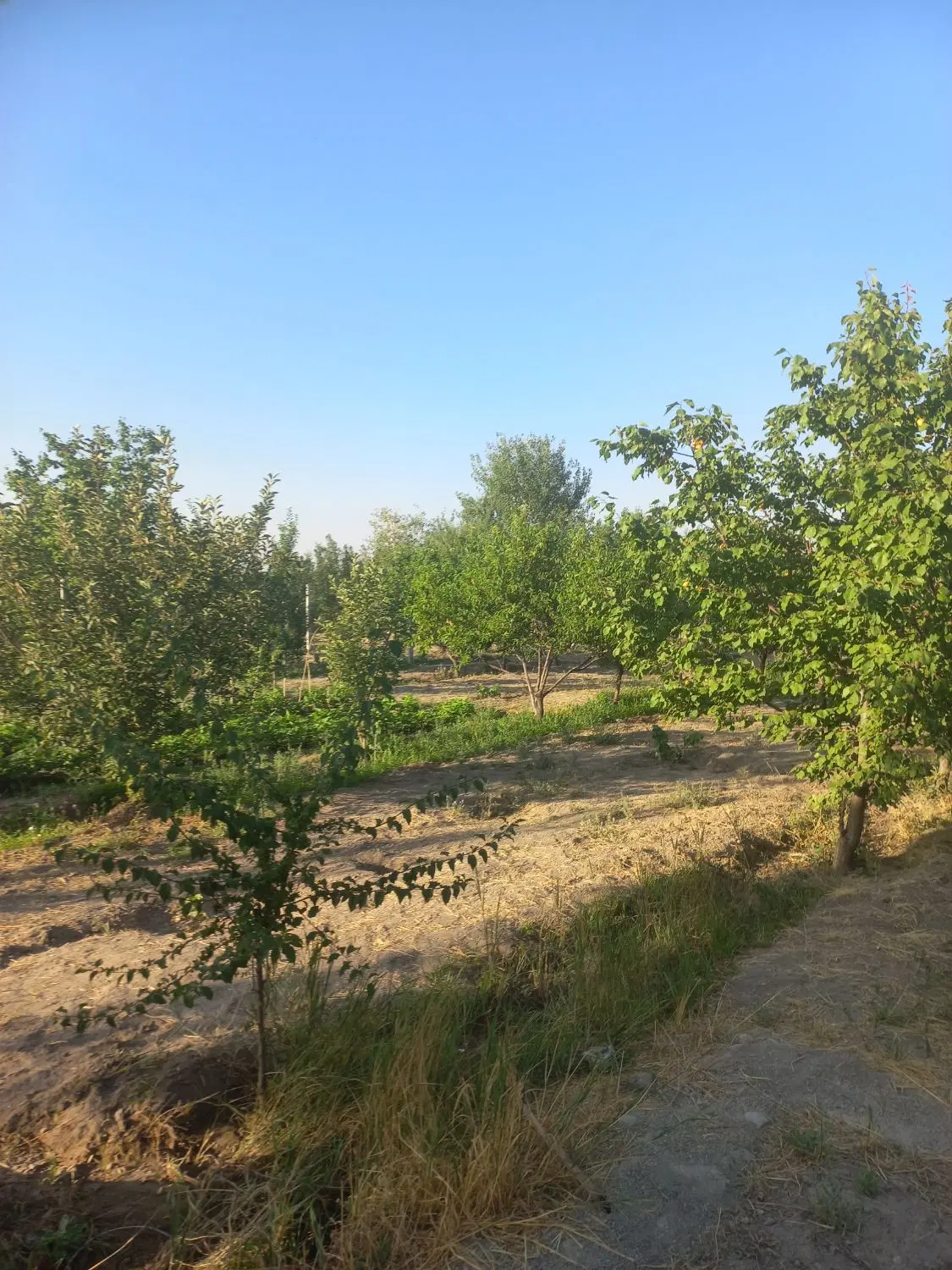 باغچه الوان