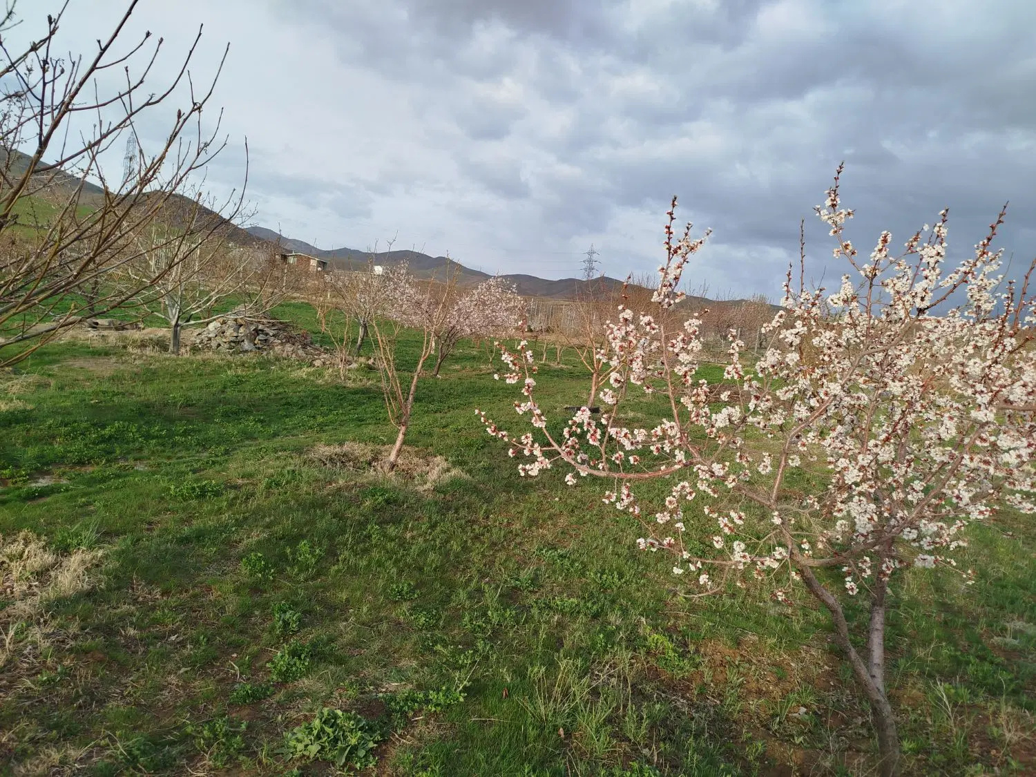 باغ به متراژ ۸۰۰۰متر