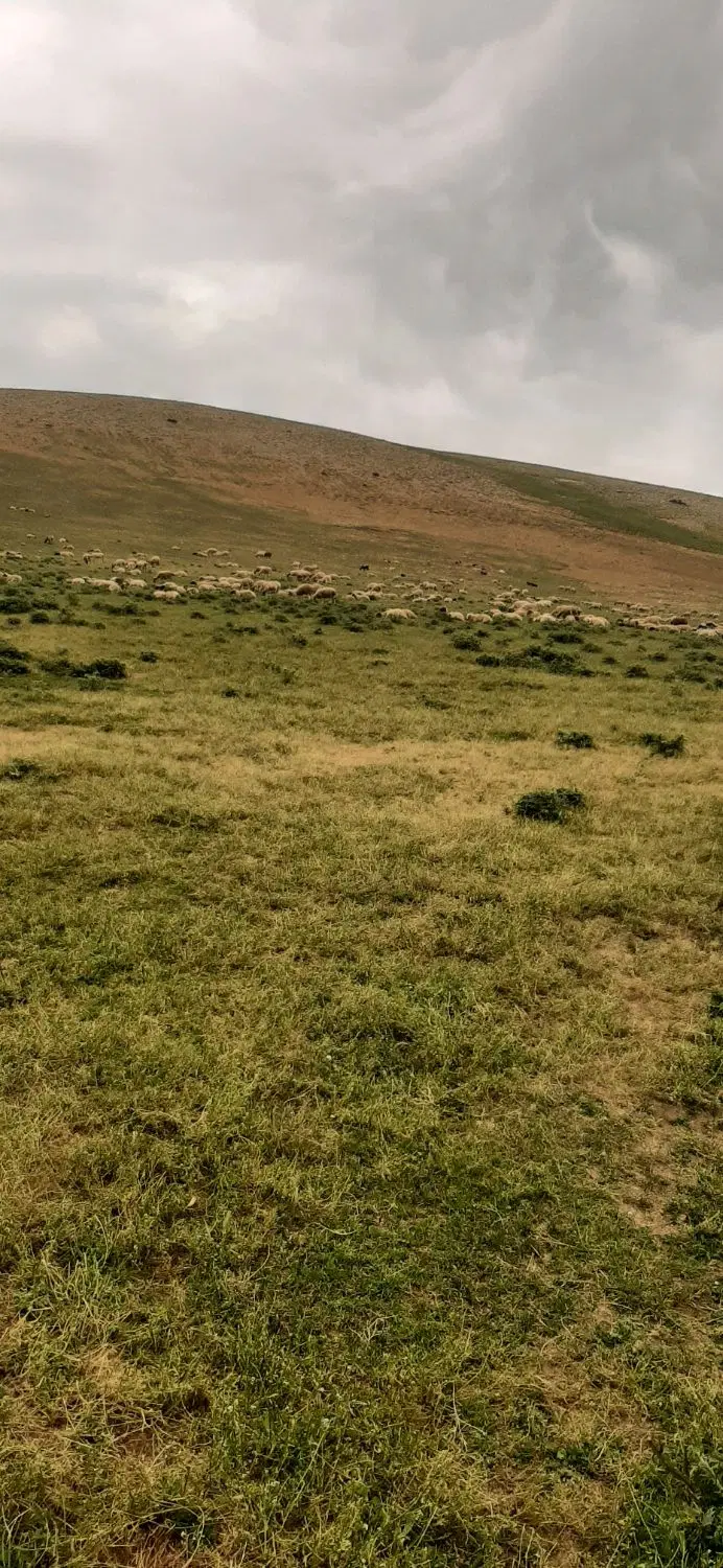 زمین کوهپایه