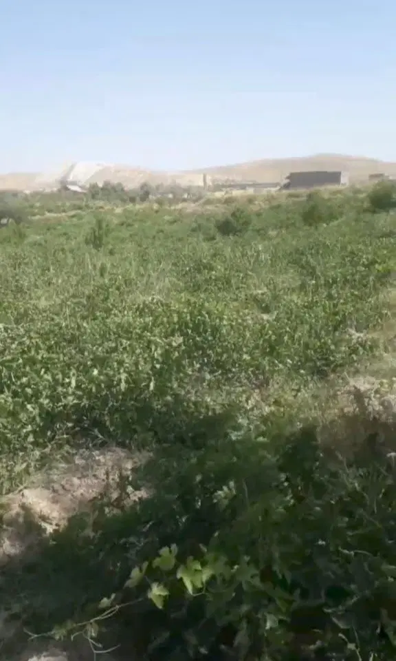 باغ انگور