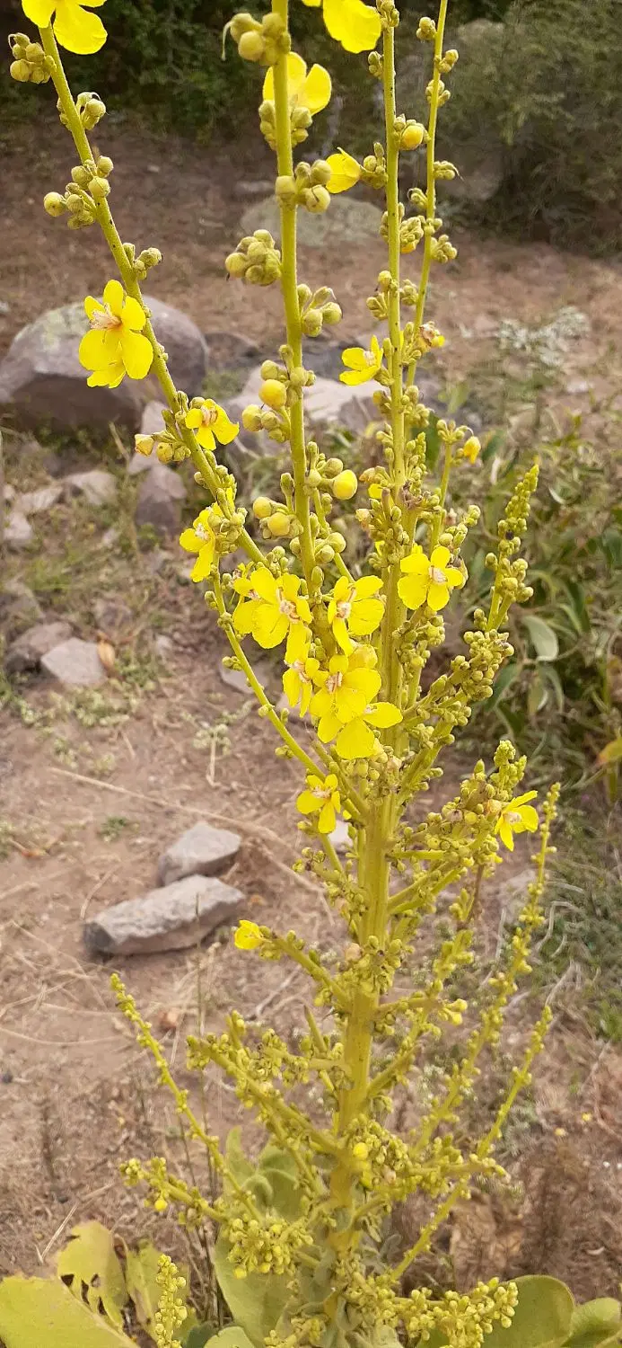 زمین باغی