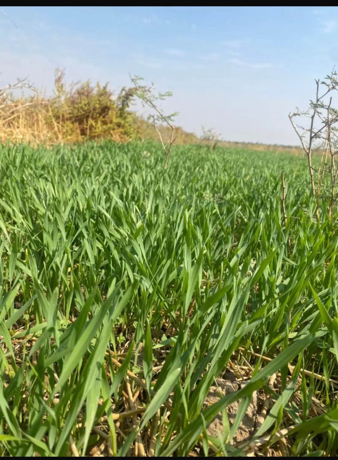 اجاره زمین کشاورزی