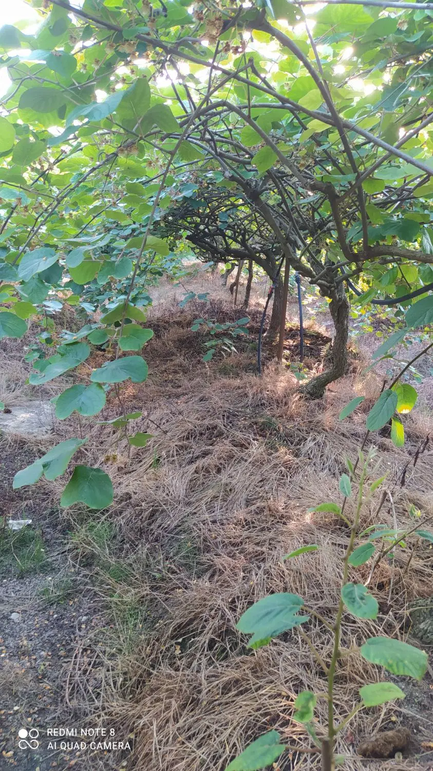 باغ مرکبات (کیوی) ۲۸۰۰ متر در روستای زوار