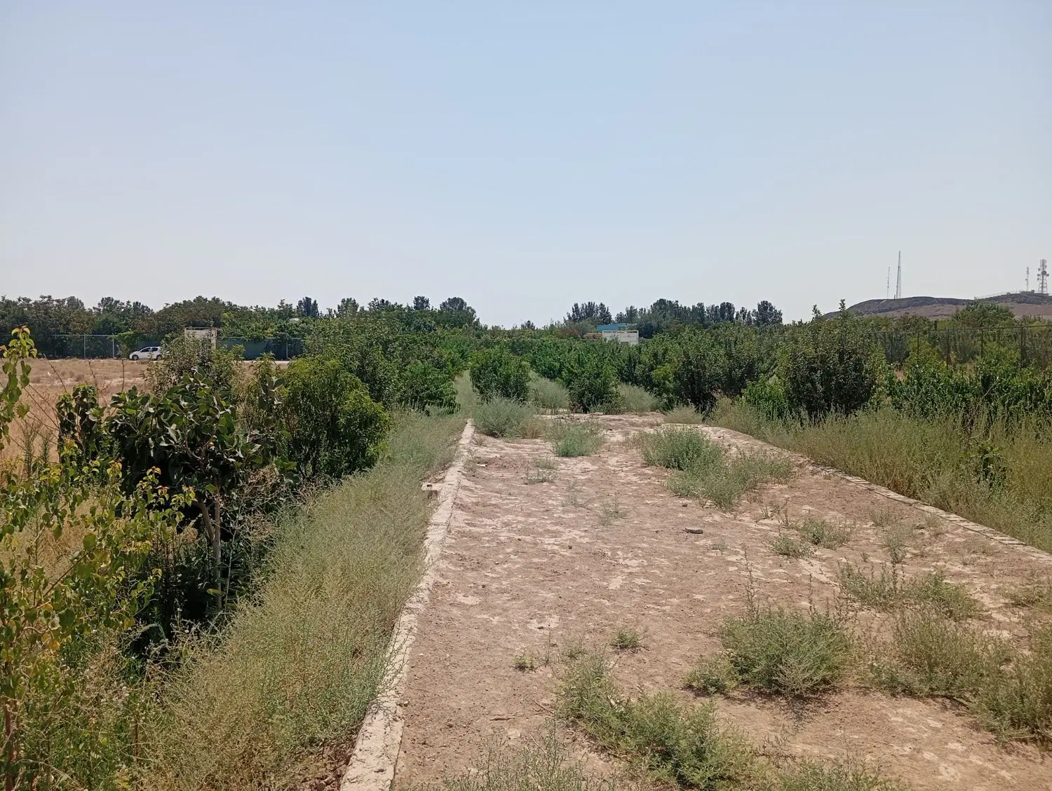 باغ خیابان اصلی نزدیک روستا دو کله ده حسن