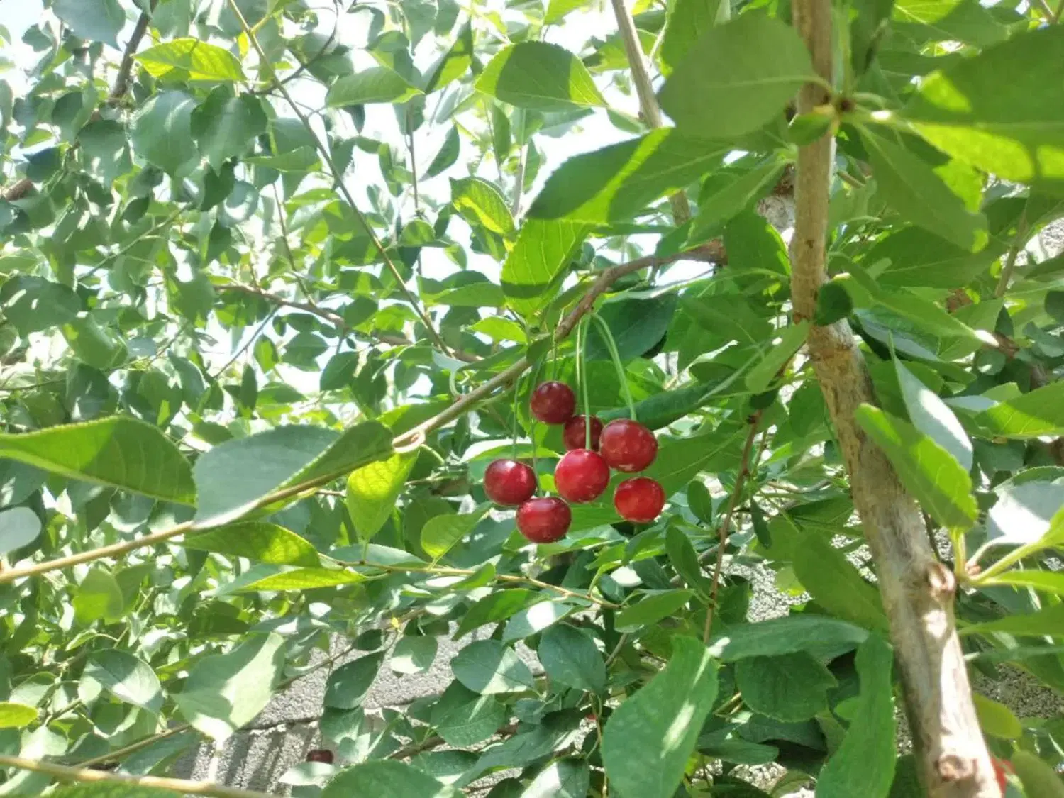 باغچه چهار دیواری خانه دار