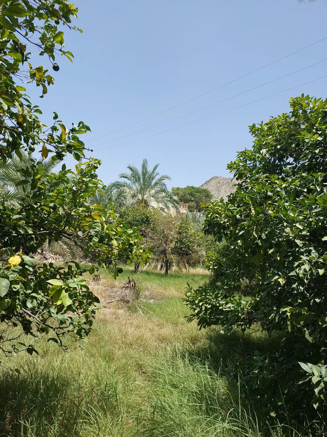 باغ فروشی در سرباز