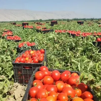 اجاره زمین کشاورزی