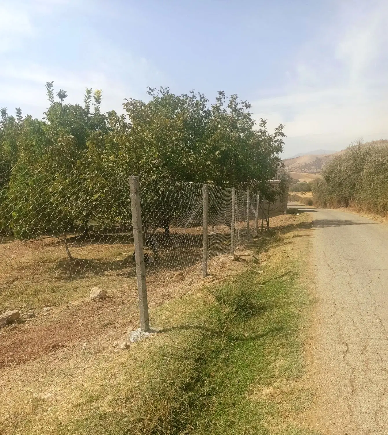 باغ گردو