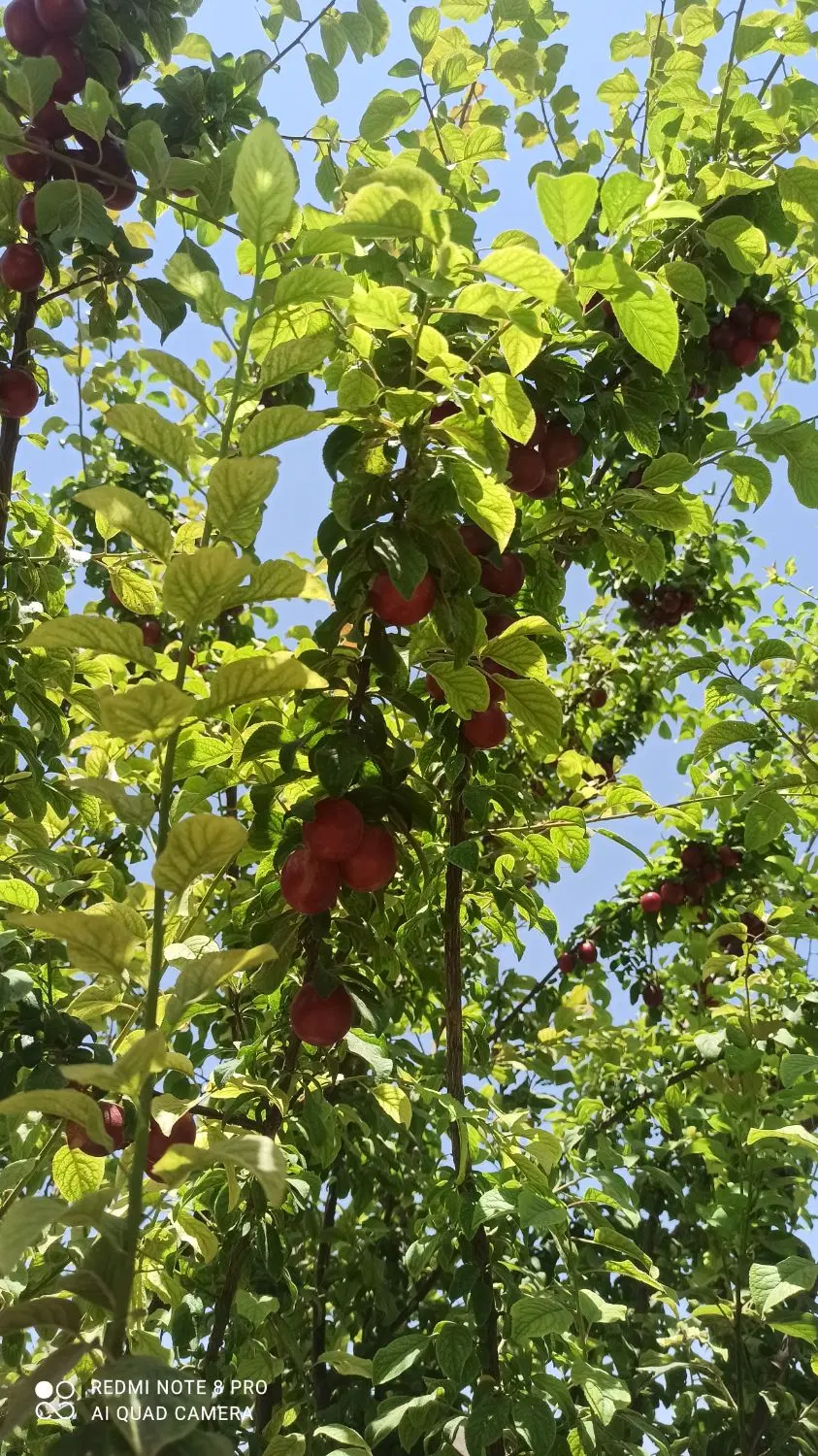 باغ ویلا حسن آبادکمالوند