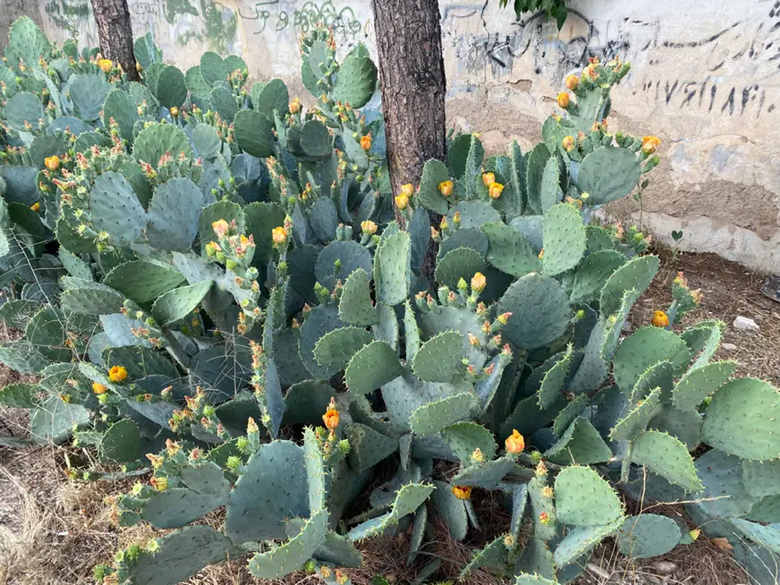 ۴۲۰ مسکونی قلات