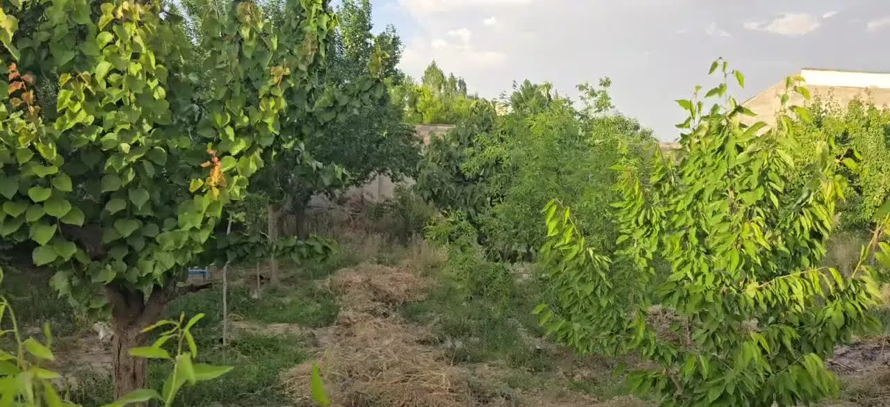 فروش باغ ۵۰۰متری