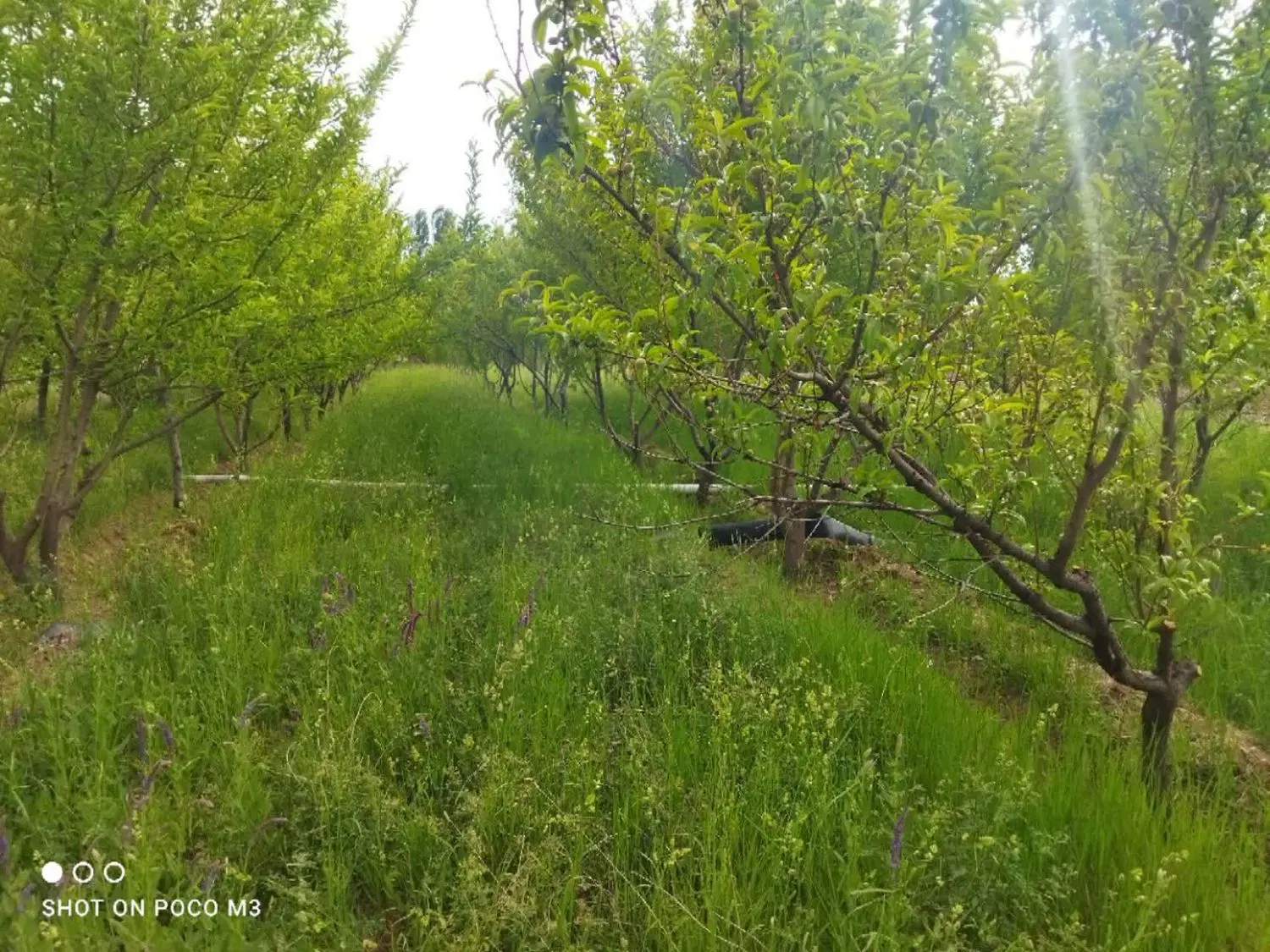 باغ زیبادر ینگجه