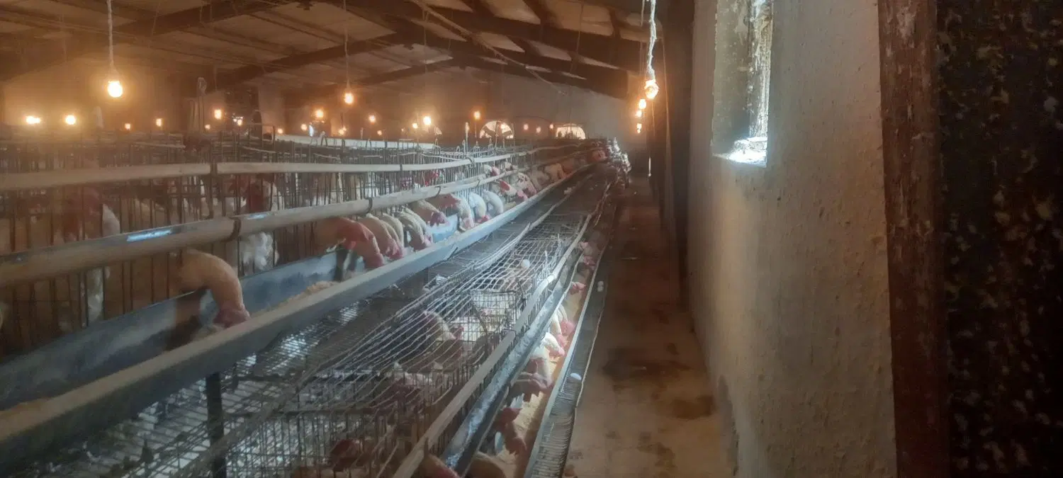 اجاره مرغداری تخمگذار