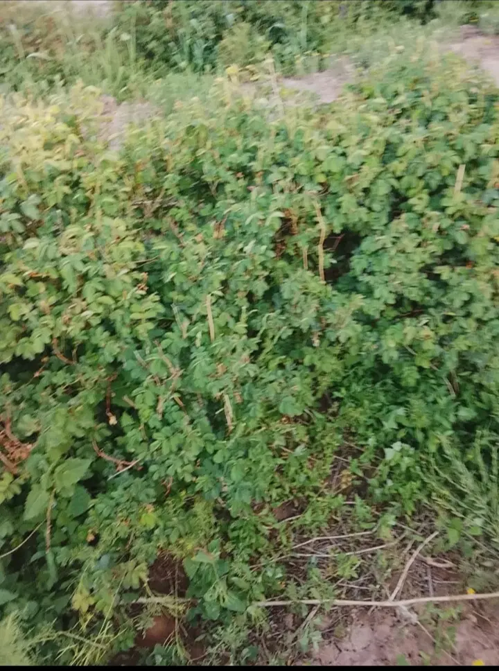 زمین کشاورزی برزک جاده ویدوج کاشان