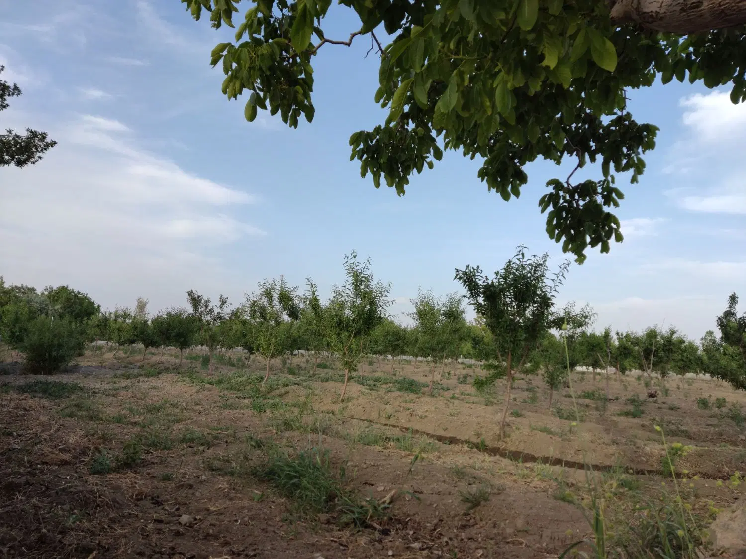 باغ بادام بین حسن حافظ و رباط حسینیه