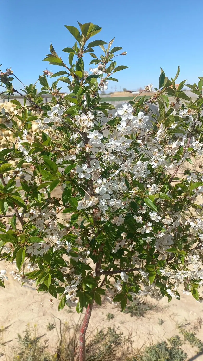 باغ آزاد مرزاباد۱۲۰۰متر