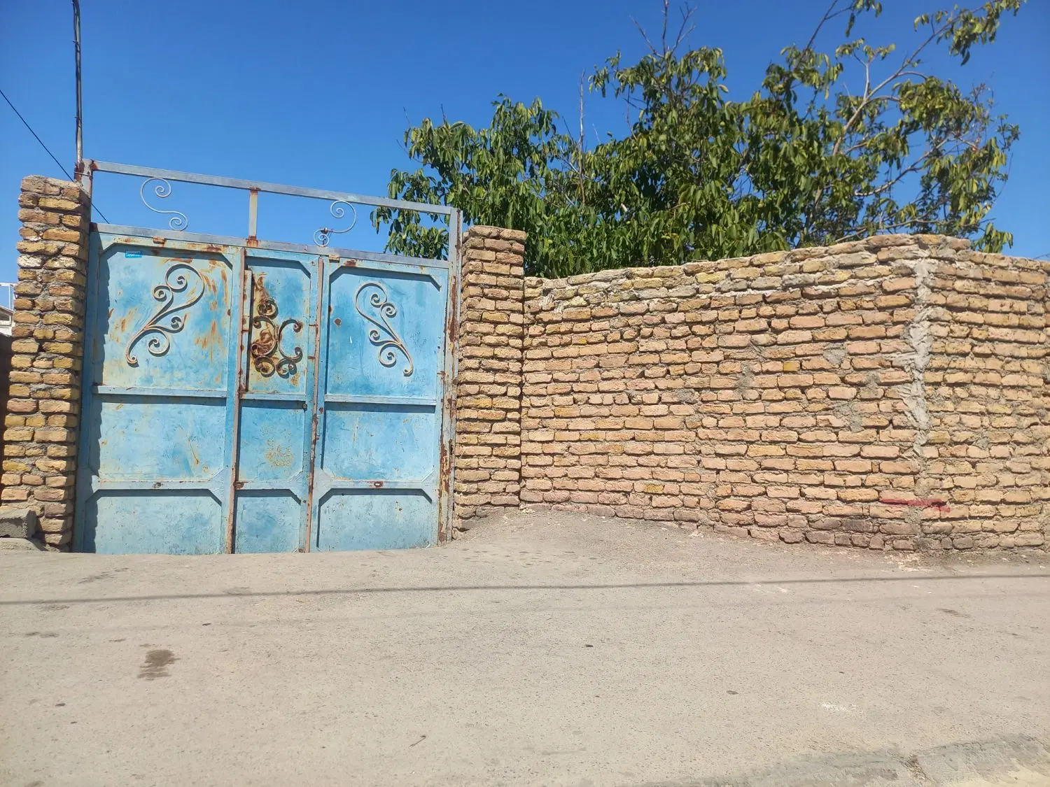 پیاز زعفران ویلایی
