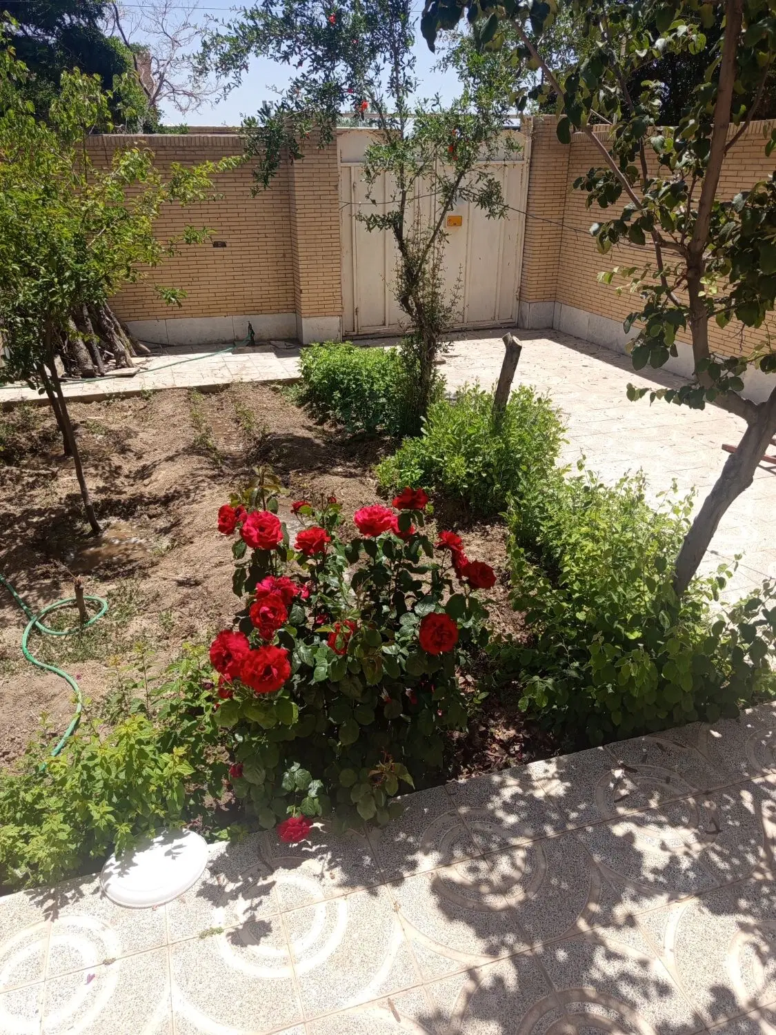 زمین باغی در روداب و زیر دانشگاه