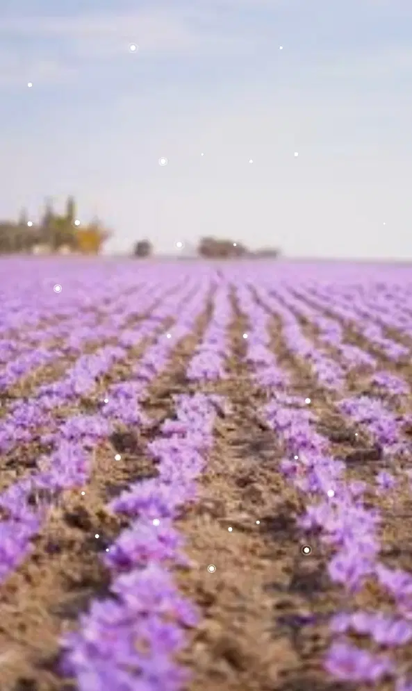 اجاره زمین کشاورزی