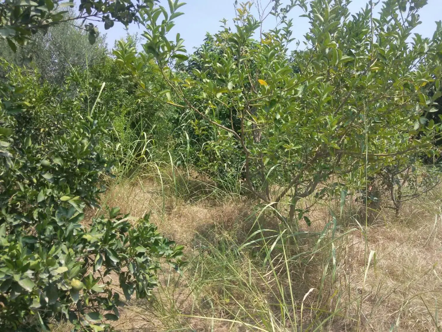 فروش زمین مسکونی روستا نوده ملک