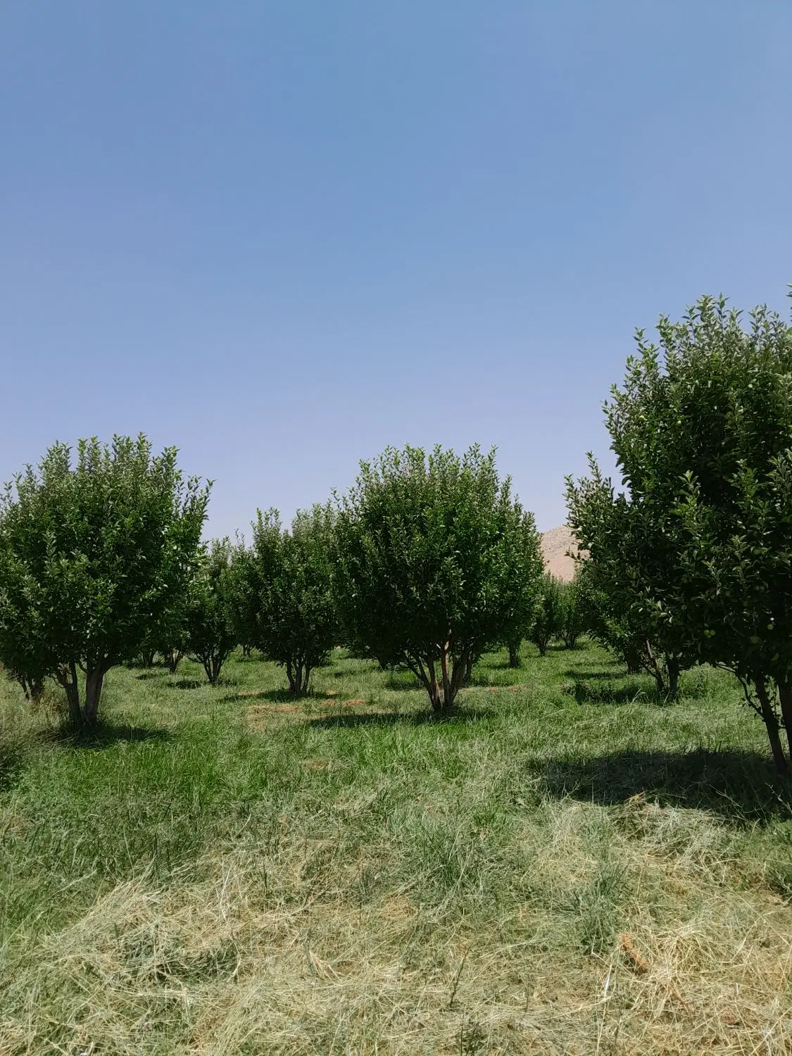 باغ سیب ثمری