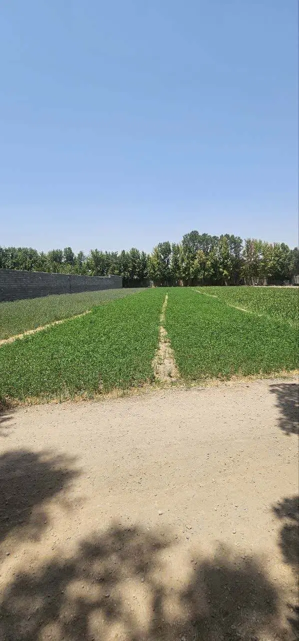 زمین کشاورزی (باغ نقلی) 750 متری