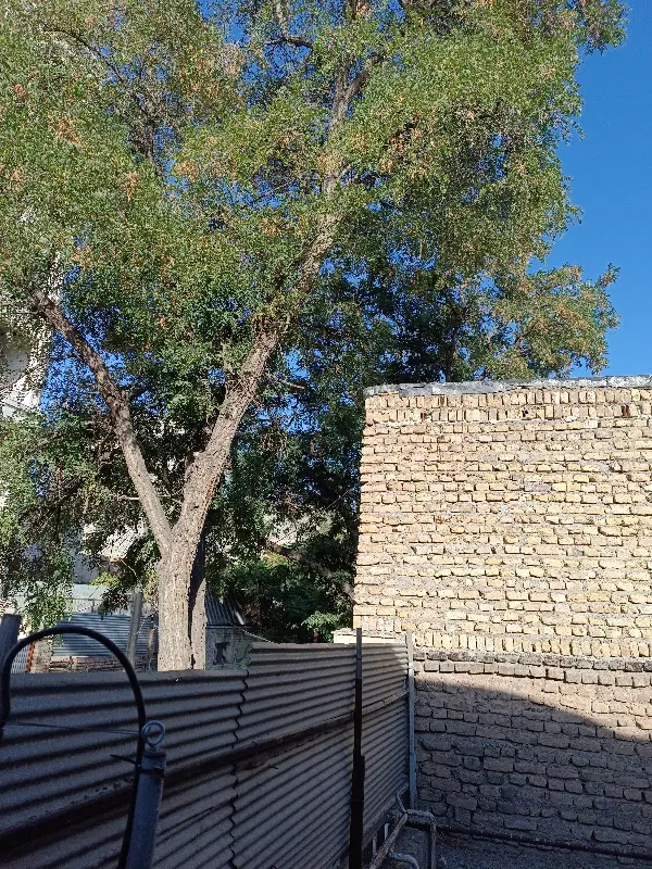 میرزایی ۶