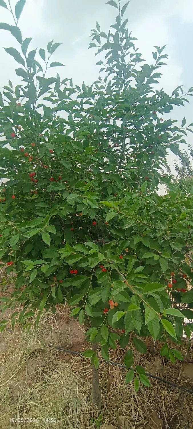 باغ هزار متری رباط کریم وهن اباد