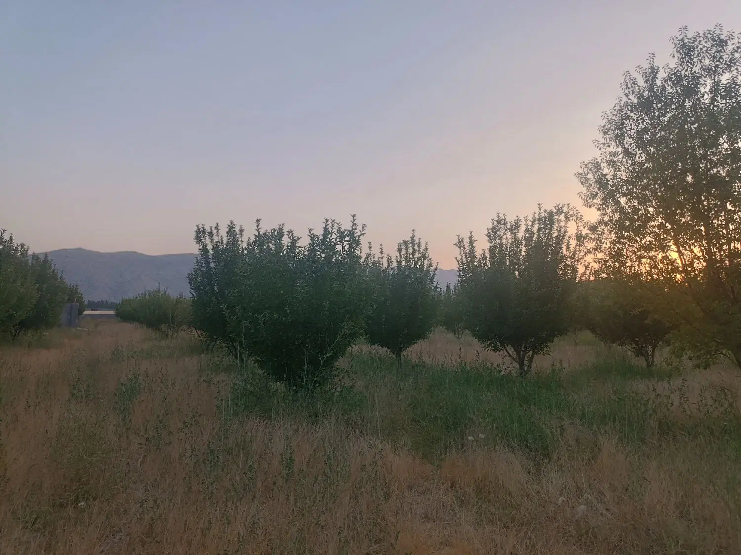 باغ ثمری دشتروم