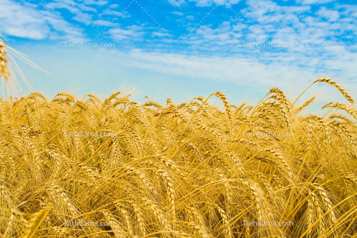 زمین اجاره برای کشت گندم