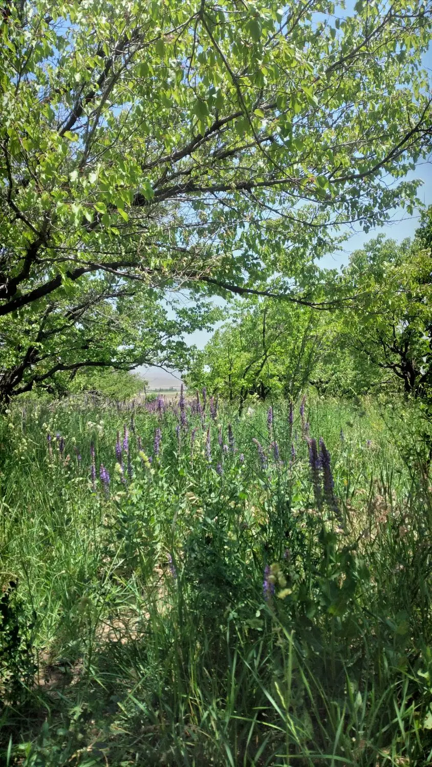باغ میوه در زرقان