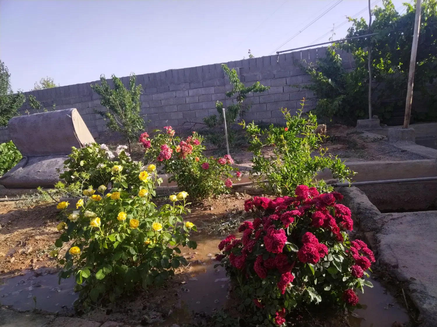 باغ نهضت آباد