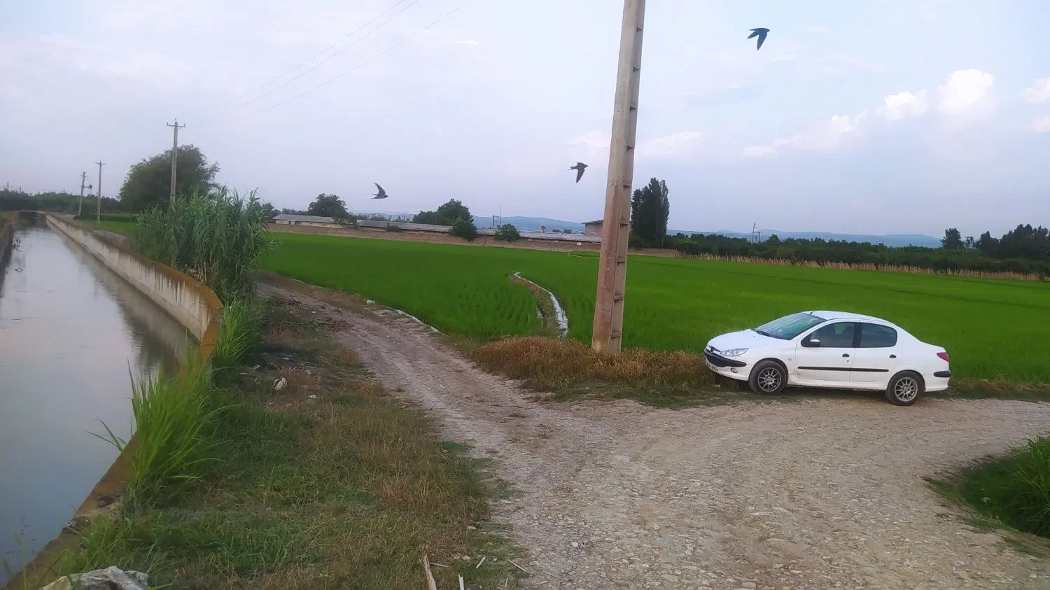 دشت شالیزاری روستای نوده جاده جویبار