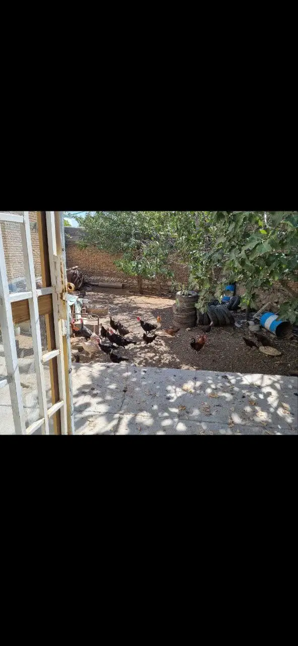 ویلایی ۳۳۸ متری سنددار شهرک ولیعصر( نوکان)
