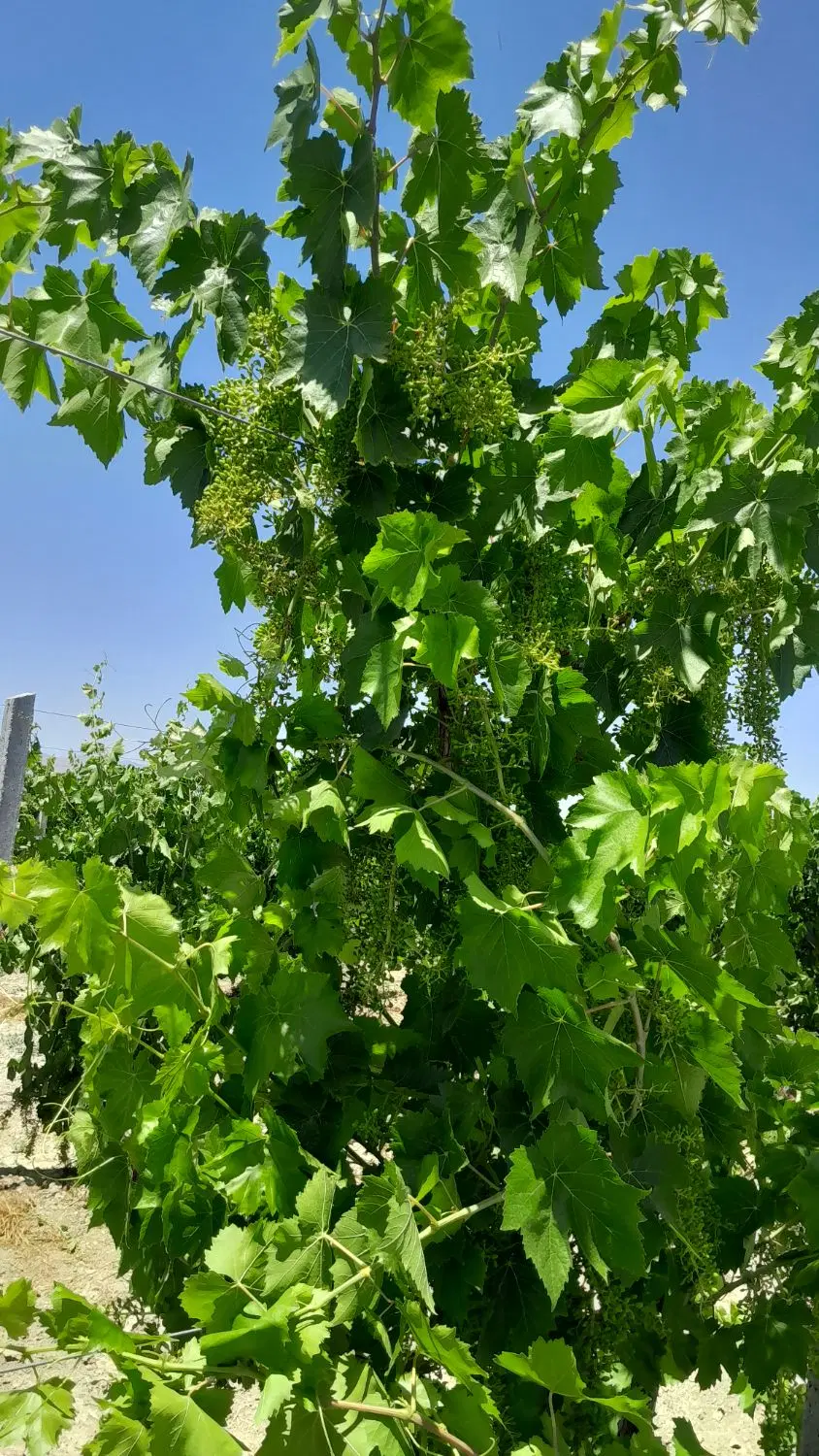 اجاره باغ انگور قرمز کشمش