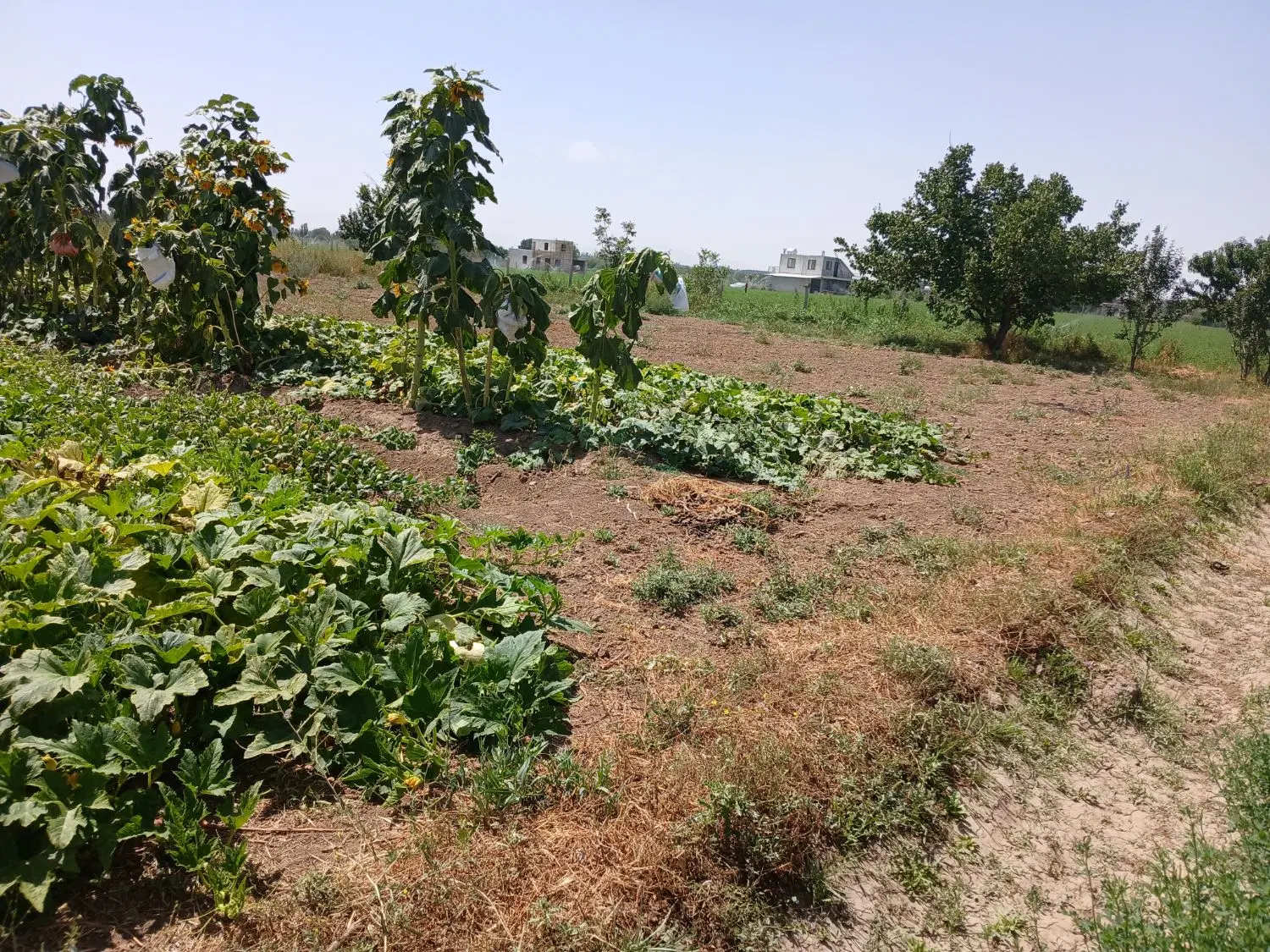 فروش زمین باغ