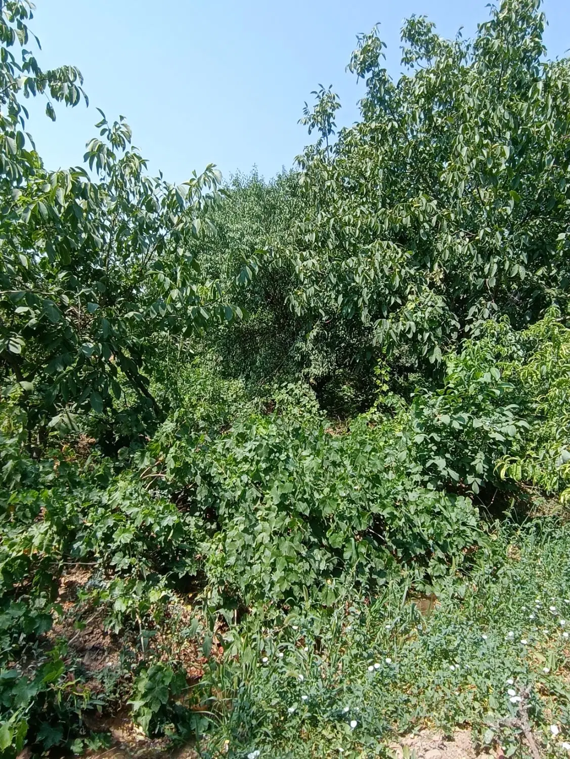 فروش باغ در ازناو ، گردنگاه