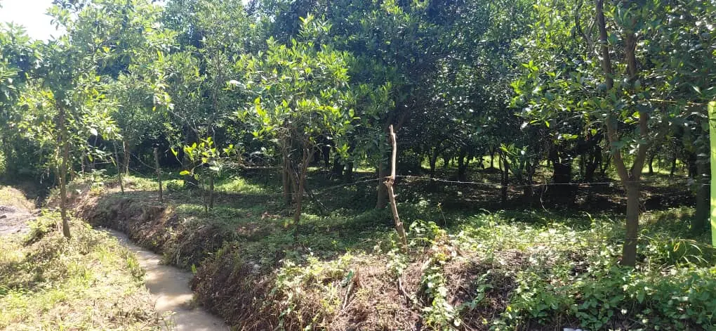 باغ مرکبات