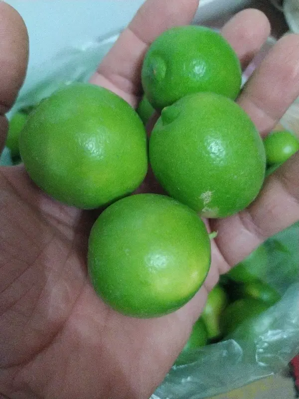 باغچه با مجوز وبرق