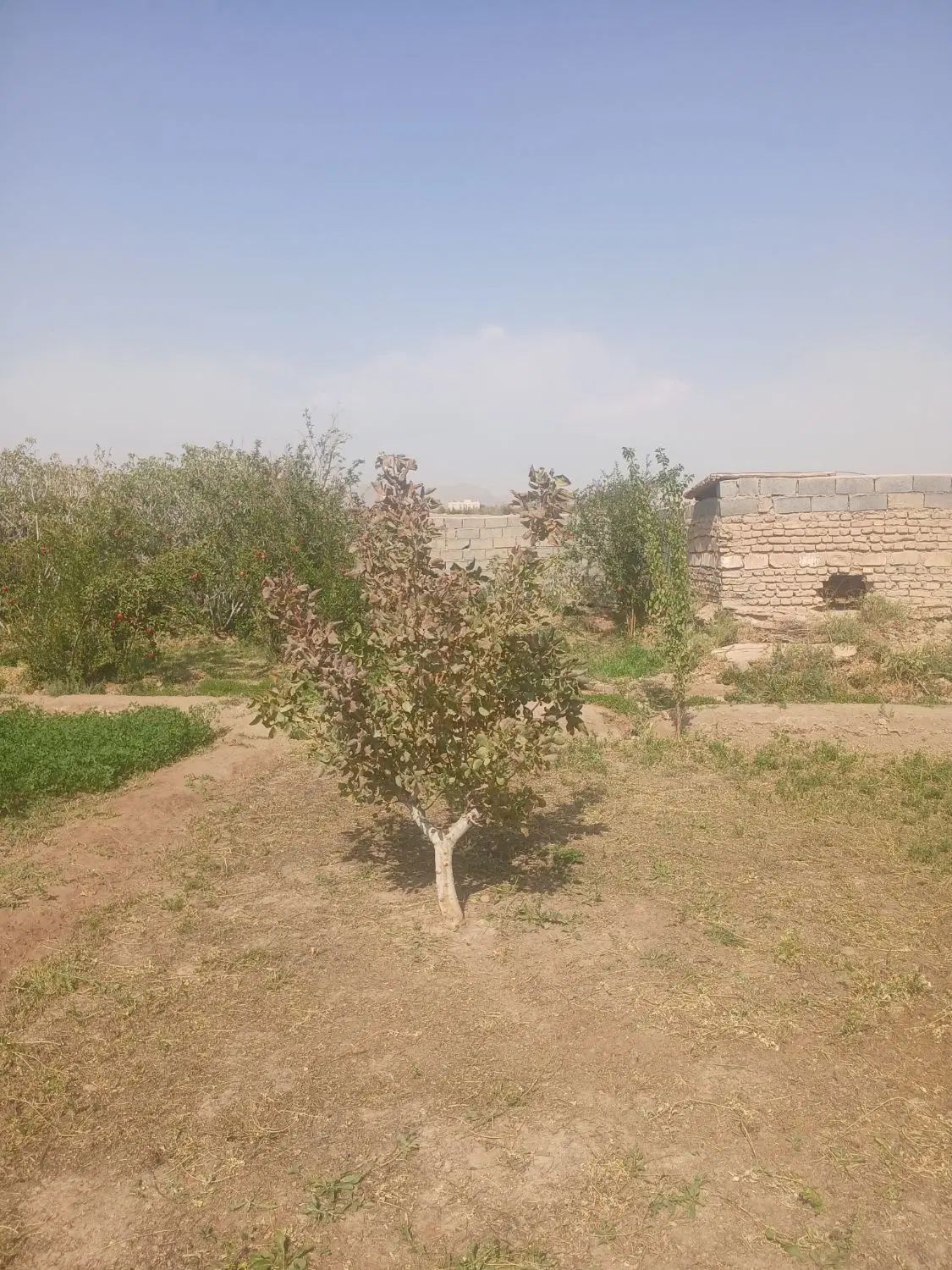 باغ کشاورزی