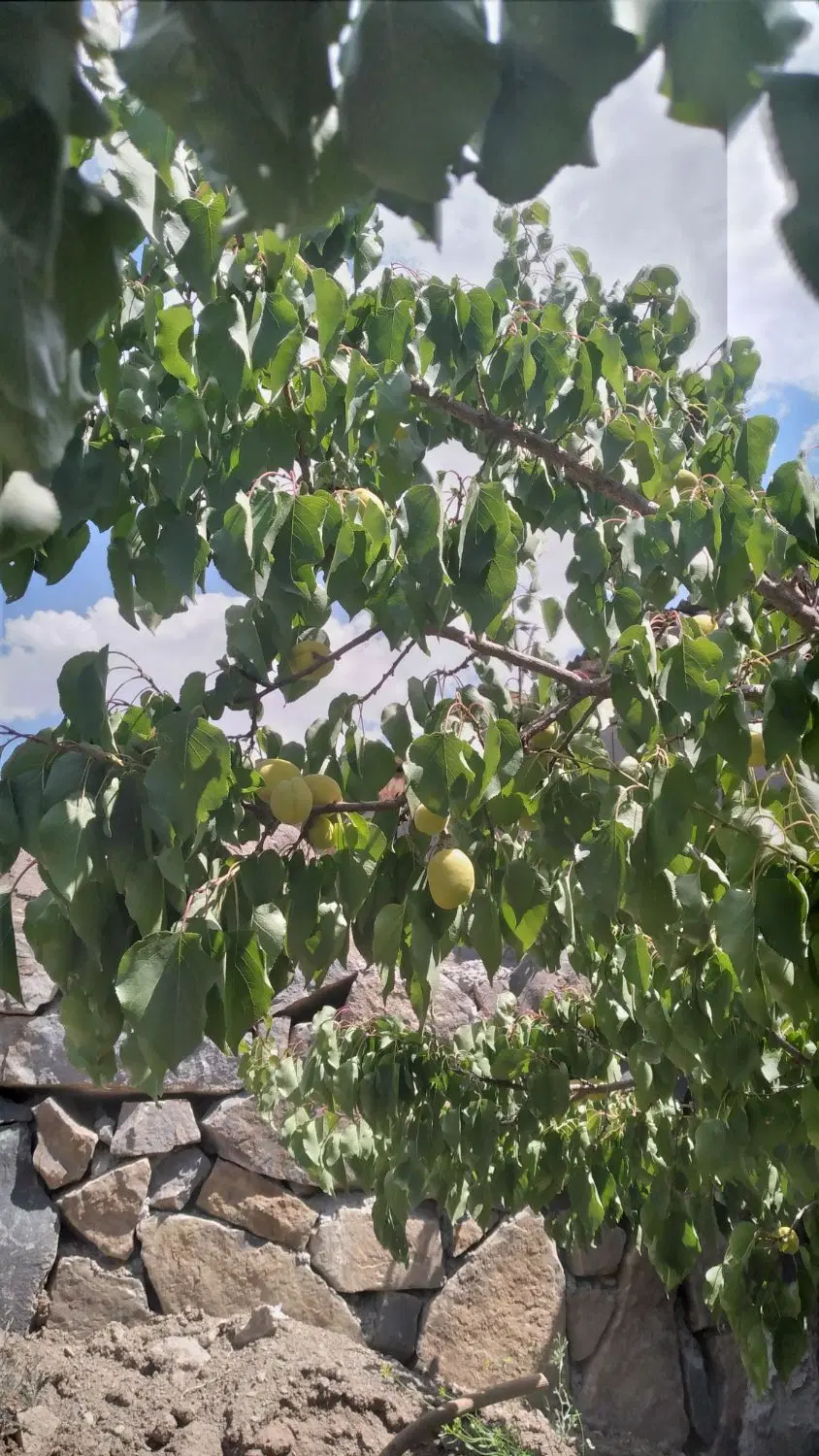 خونه باغ نیمه کاره در وشنوه